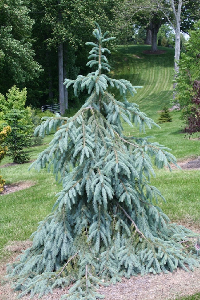 Ели прима. Ель Энгельмана (Picea engelmannii). Picea engelmannii 'Bush Lace'. Ель Энгельмана Буш Лейс. Ель Энгельмана Bush Lace.