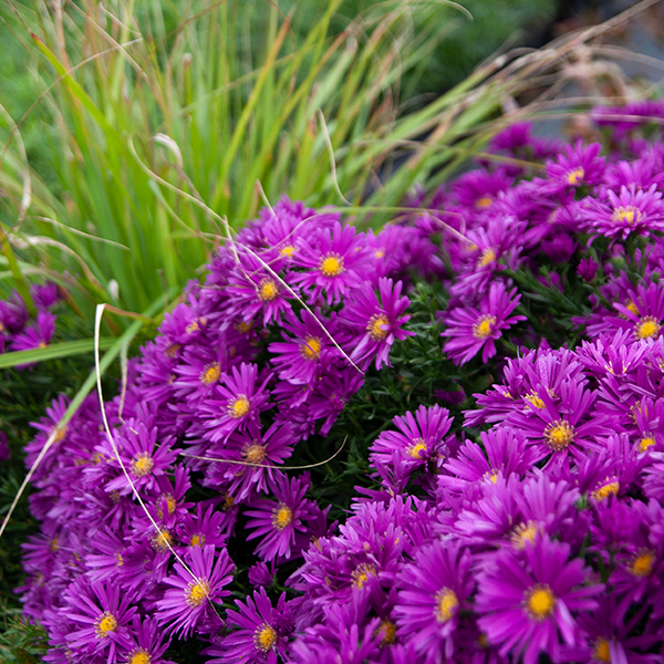 Астра Aster coloradoensis