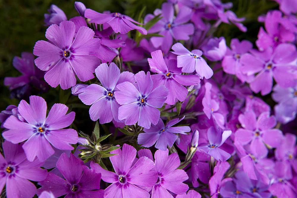 Флокс шиловидный "Early Spring Purple"