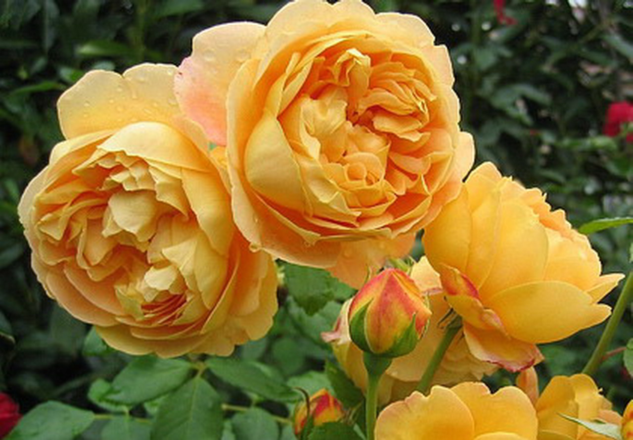 Желтые английские розы. Голден Селебрейшн Golden Celebration.