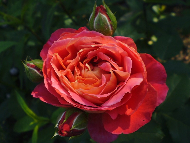 Роза шраб "Reine Sammut"