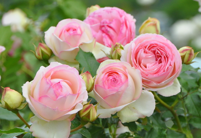 Роза плетистая "Pierre de Ronsard"