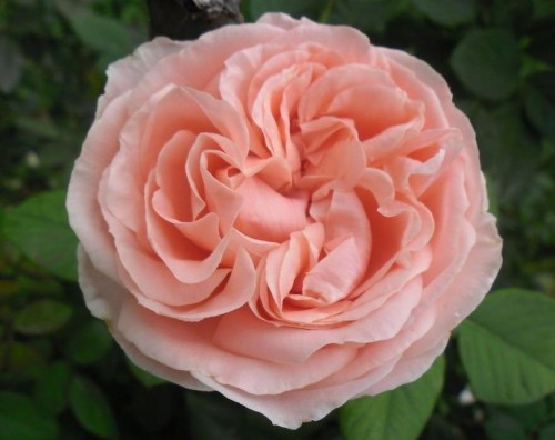 Роза чайно-гибридная "Donatella"