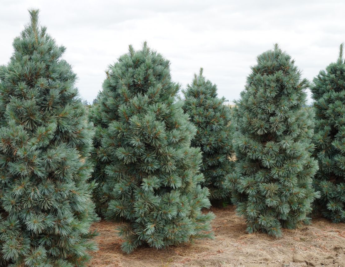 Pinus koraiensis