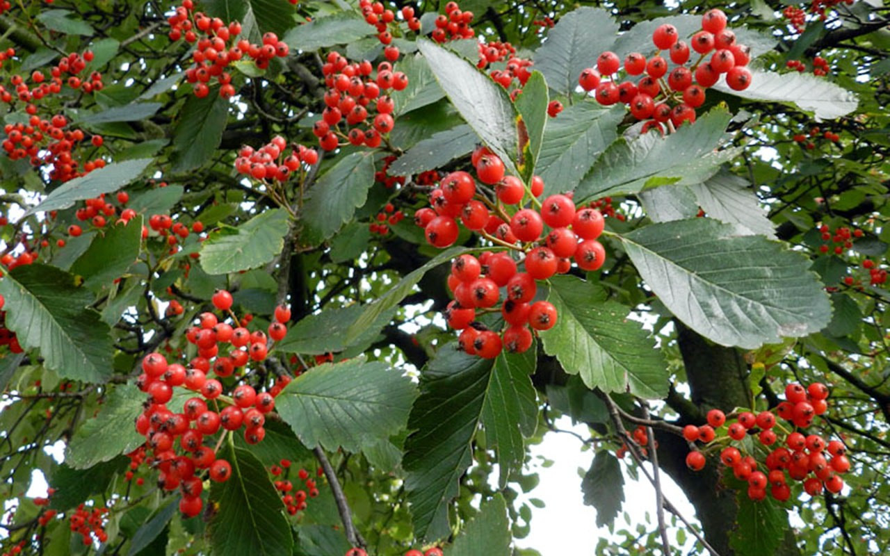 Рябина промежуточная Sorbus Intermedia