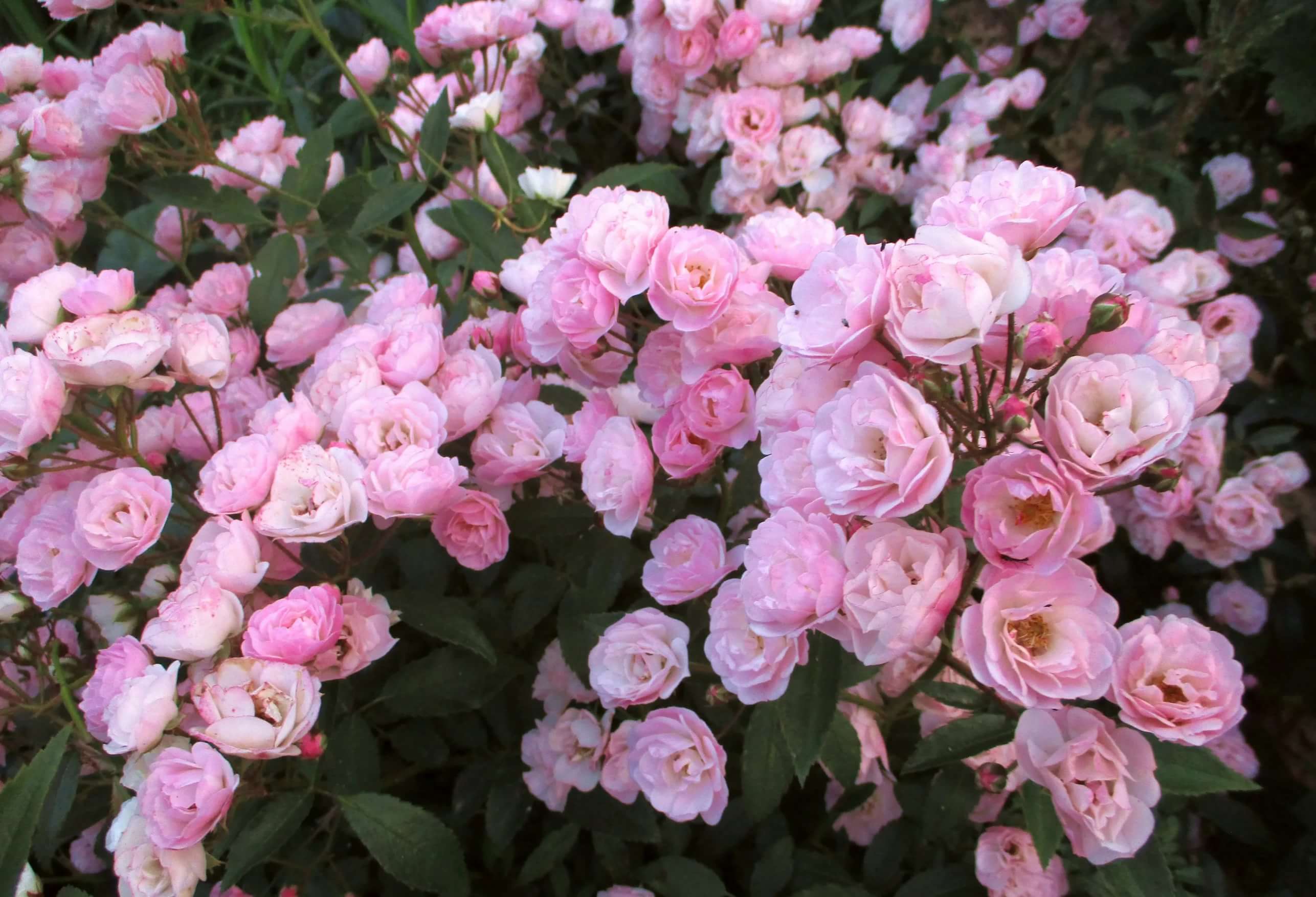 Мускатные розы сорта фото и описание