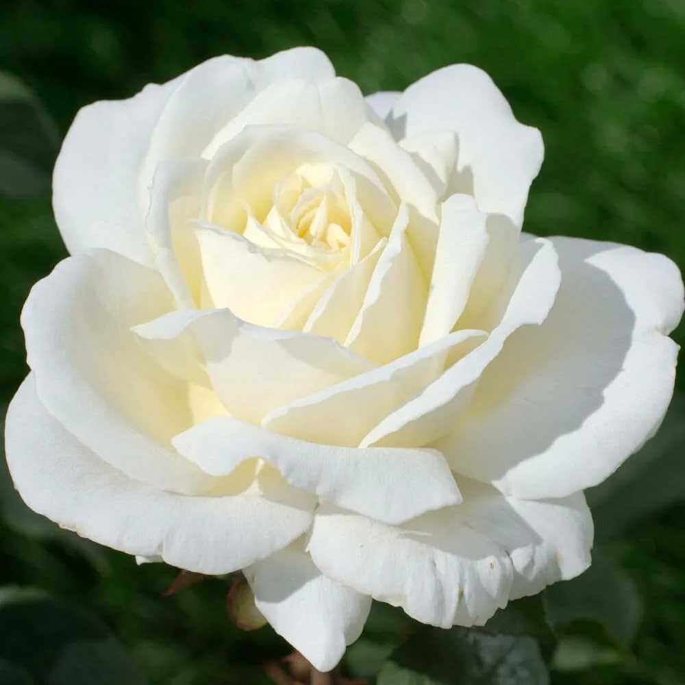 Роза чайно-гибридная "Jeanne Moreau"