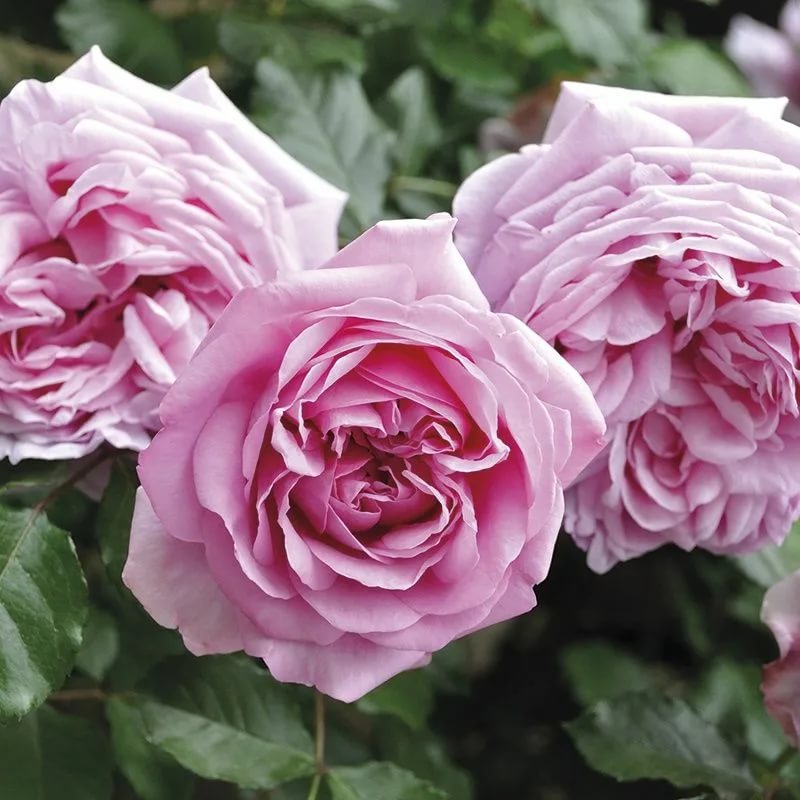 Роза флорибунда "Pompadour"