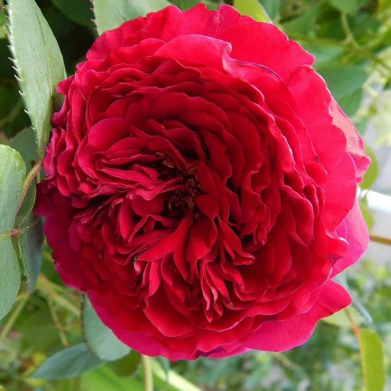 Роза флорибунда "Rose des 4 Vents"