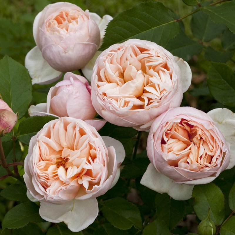 Роза чайно-гибридная "Alexandrine" ("Belle Romantica")