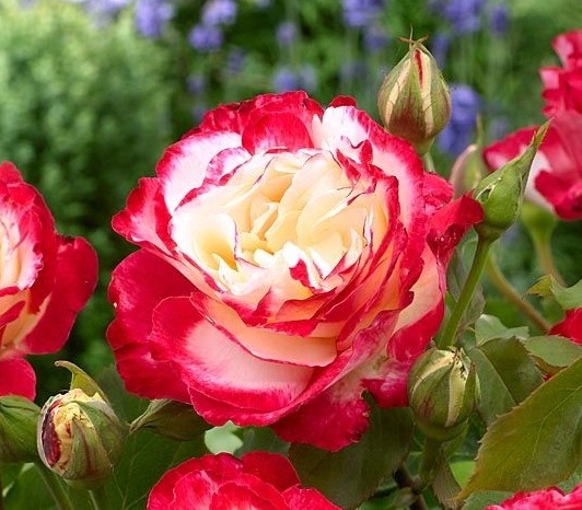 Роза чайно-гибридная "Double Delight"