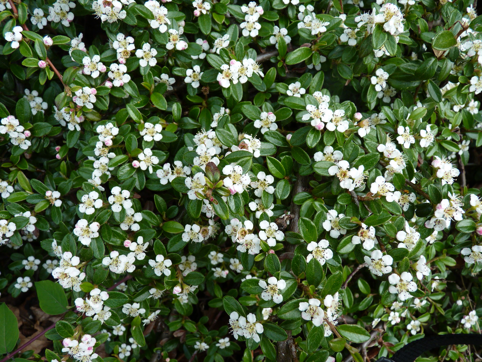 Кизильник Даммера 'Coral Beauty'