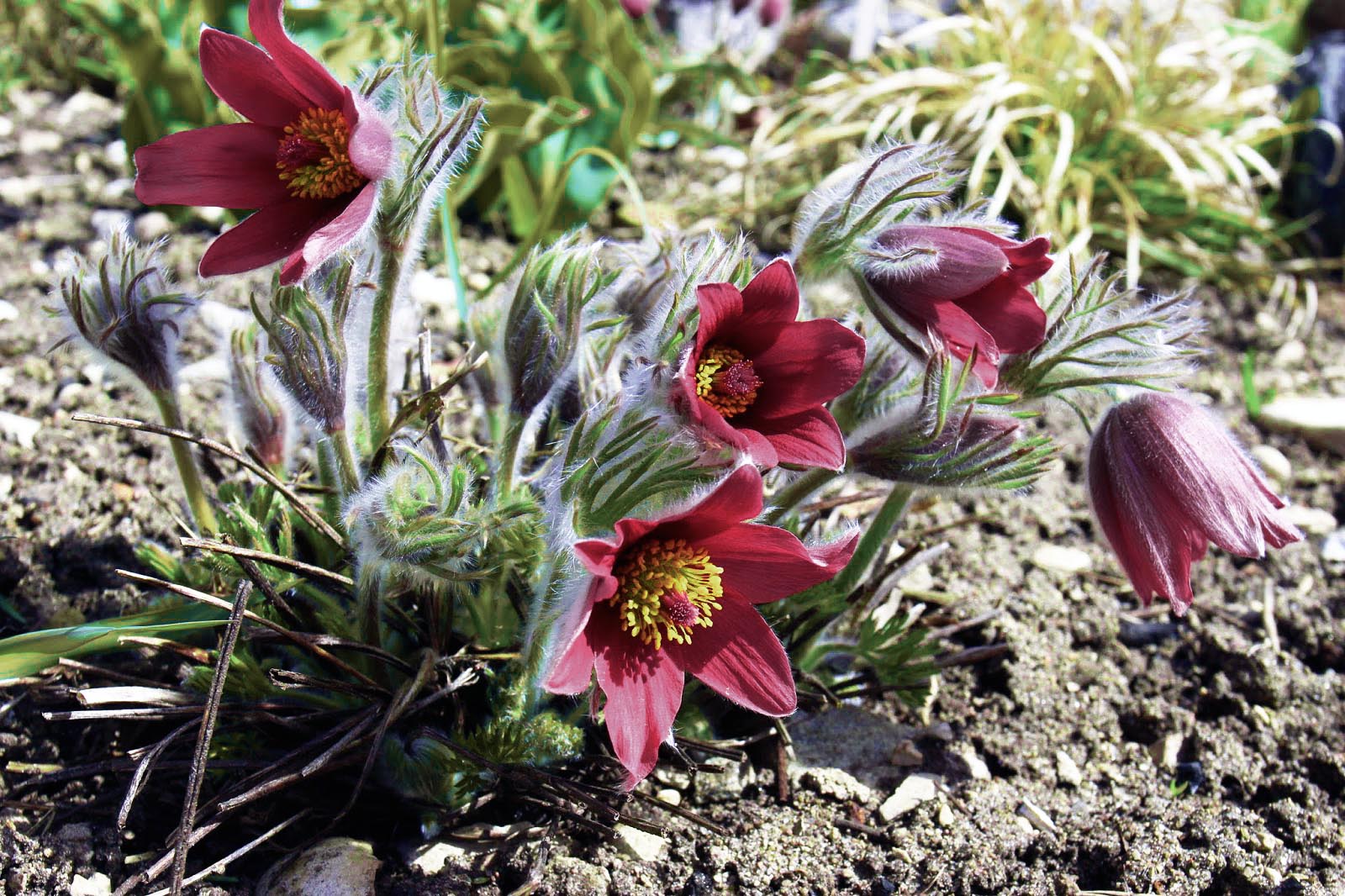 Прострел обыкновенный (Pulsatilla vulgaris `Pinwheel Blue Violet Shades`)