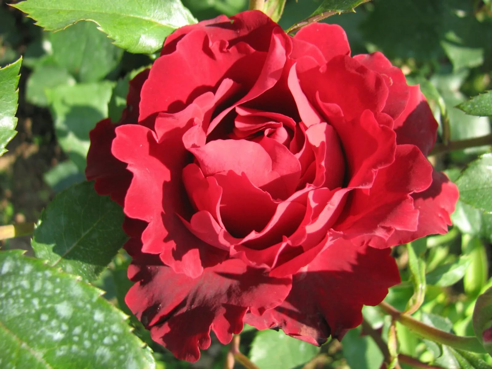 Роза чайно-гибридная "Hommage a Barbara"