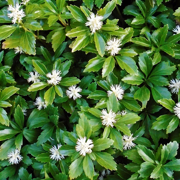 Пахизандра верхушечная Green Carpet