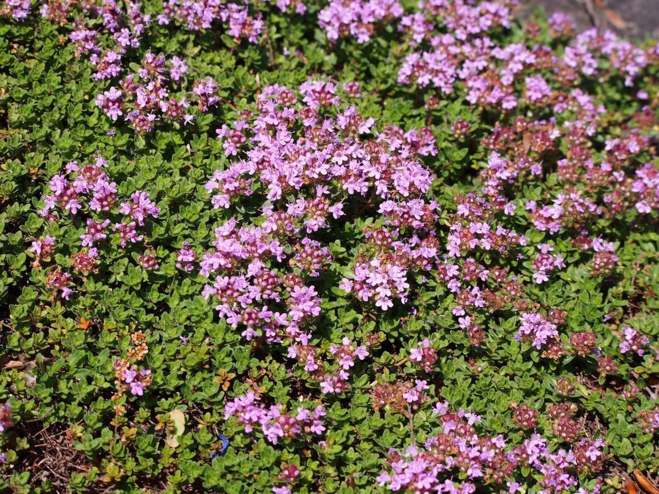 Тимьян обыкновенный Thymus vulgaris