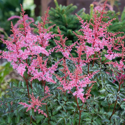 Астильба простолистная hennie graafland фото