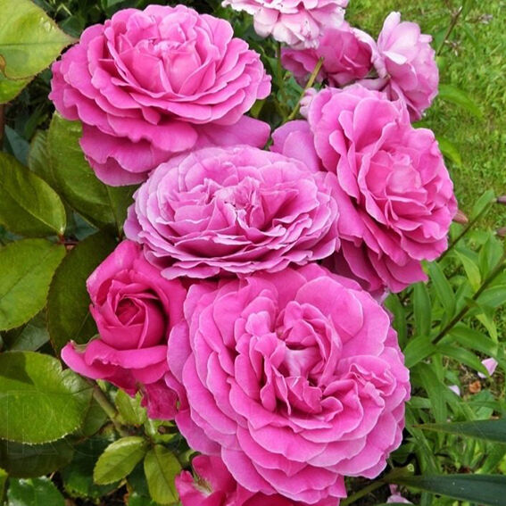 Роза чайно-гибридная "Sourire De Perigueux"