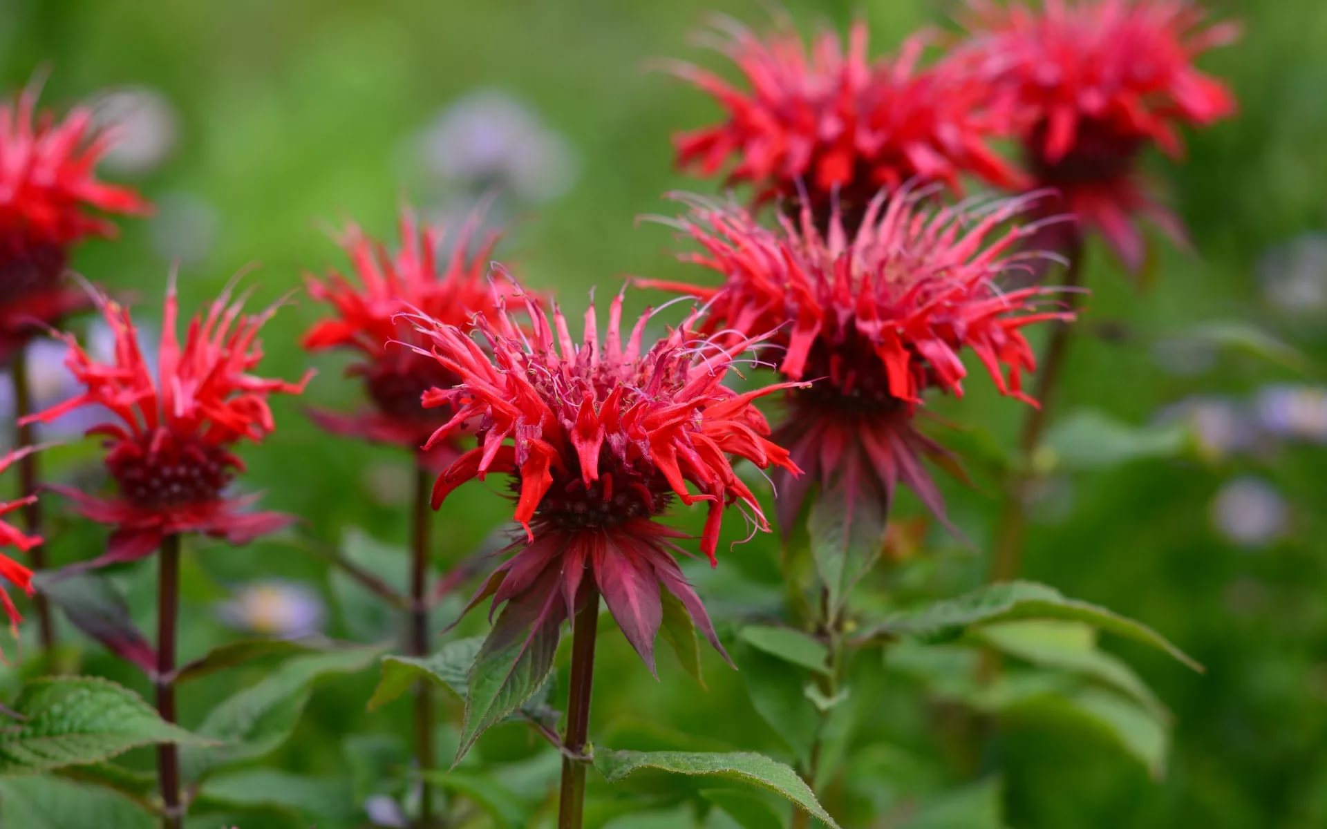 Монарда двойчатая (Monarda ),