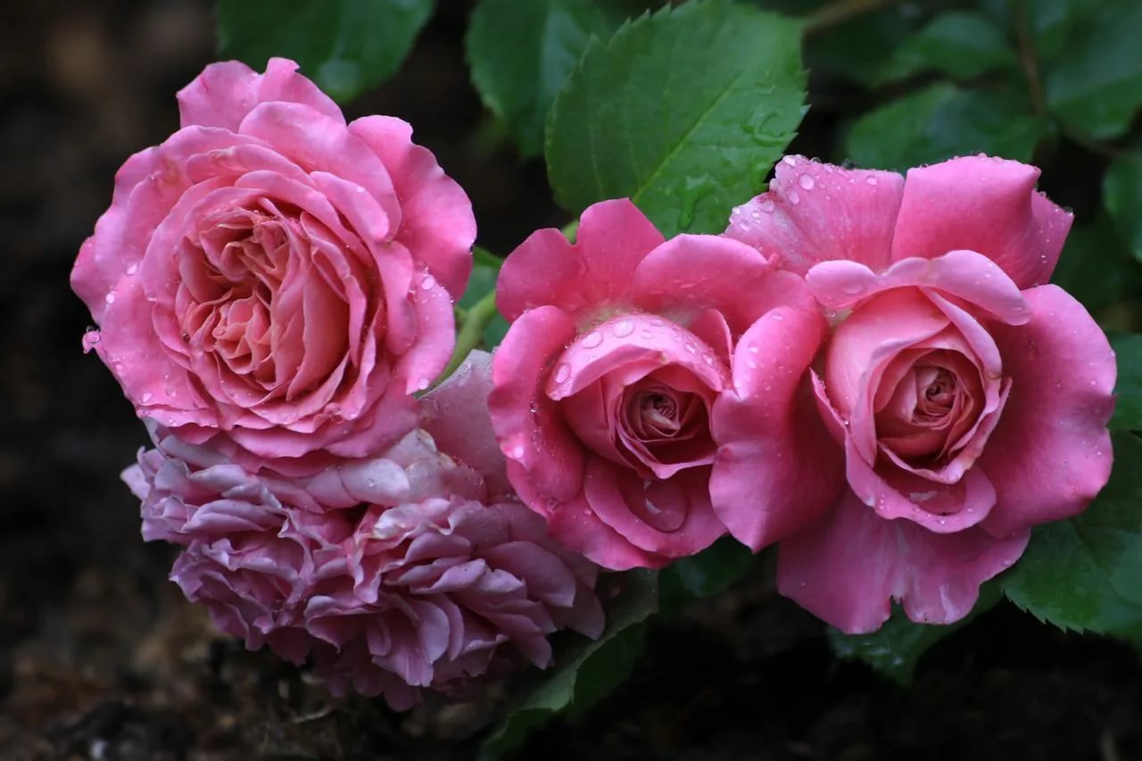 Роза сорт агнес шиллингер фото описание