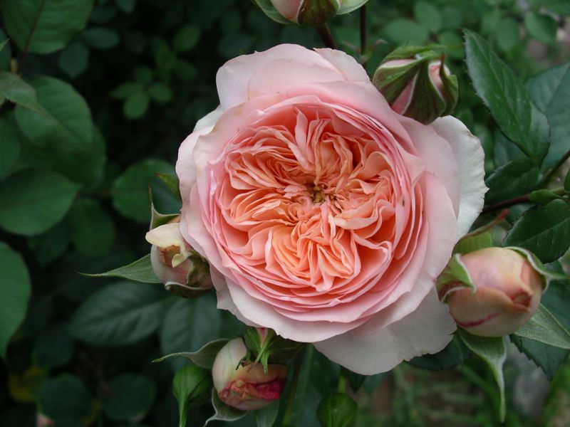 Роза чайно-гибридная "Sourire du Havre"