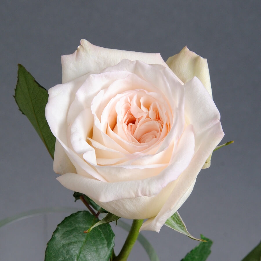 Роза чайно-гибридная "White O'Hara"