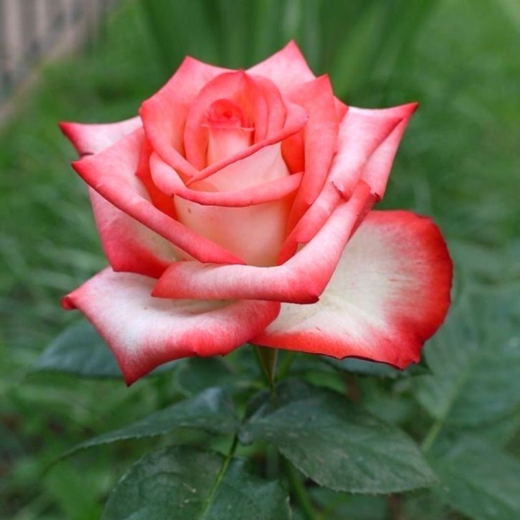 Роза чайно-гибридная "Блаш"